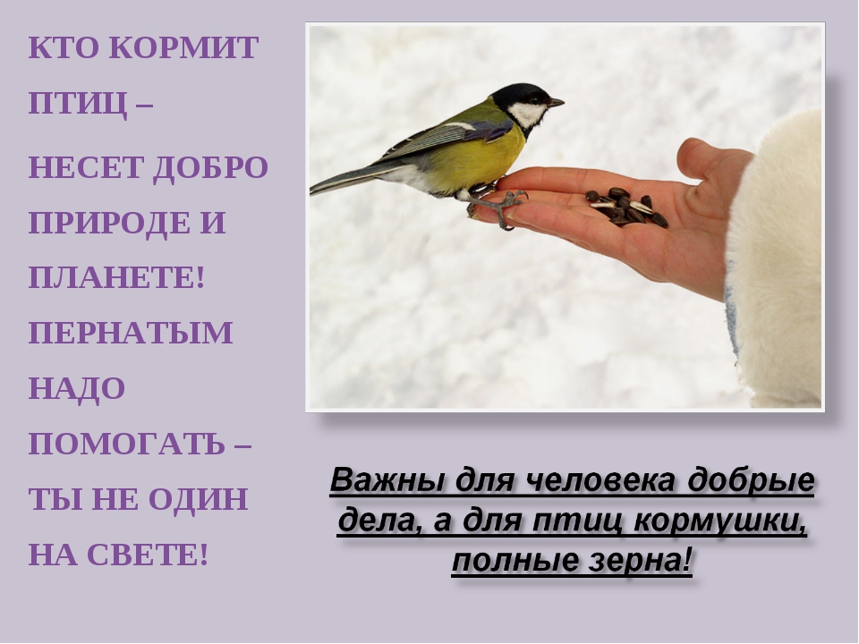 Почему мы кормим птиц зимой