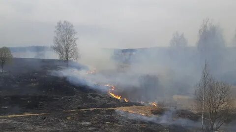 Поджоги сухой травы наносят огромный вред природе