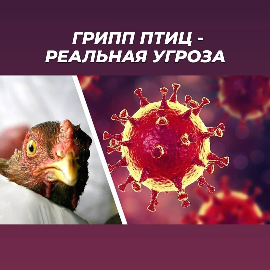 Грипп птиц Грипп птиц